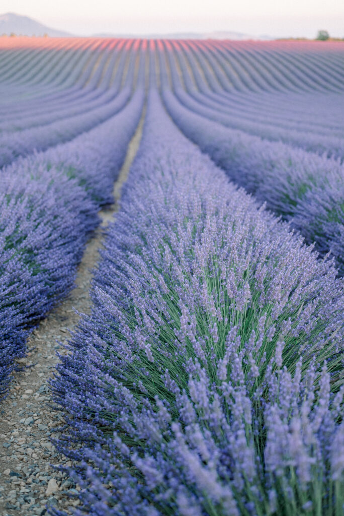 lavender photoshoot in Provence at sunset