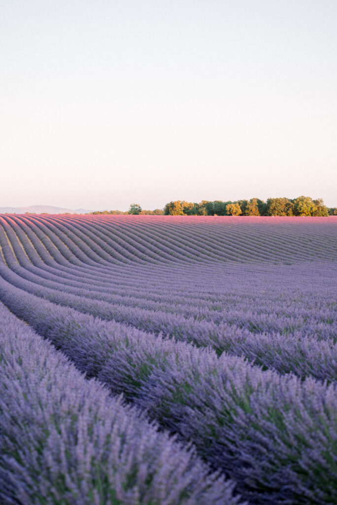 lavender photoshoot in Provence at sunset